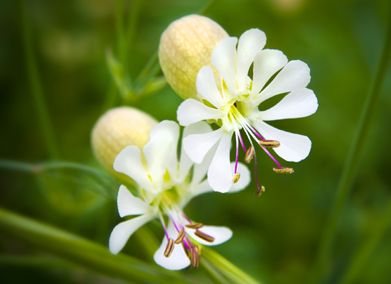 Bladder Campion