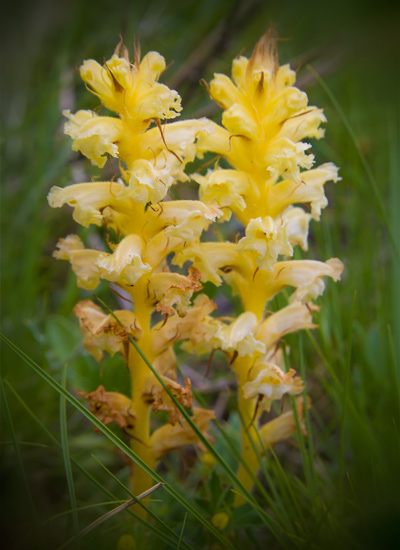 Broomrape