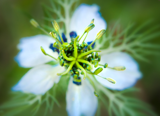 Love-in-a-Mist