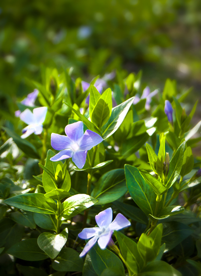 Periwinkle