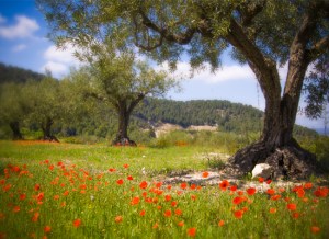 Poppy Field