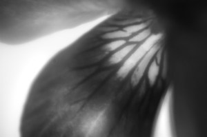 Violet - Photo by The Perfume Magpie