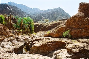 Oasis | Photo by The Perfume Magpie