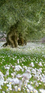 Flowering Field | Photo by The Perfume Magpie