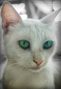 Cream | Photo by The Perfume Magpie