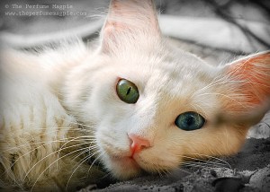 Deep Throat | Photo by The Perfume Magpie