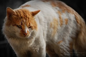 Ginger Daddy | Photo by The Perfume Magpie