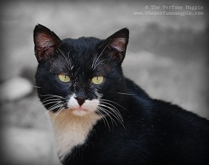 Hannibal | Photo by The Perfume Magpie