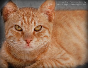 Marmalade | Photo by The Perfume Magpie