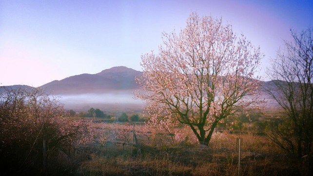 Almond and Peach Blossoms | Photo by The Perfume Magpie