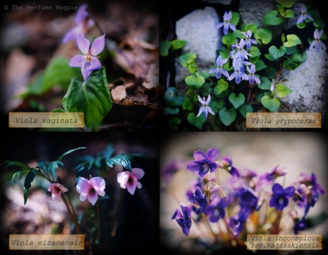 Some Wild Violets | Photos by The Perfume Magpie