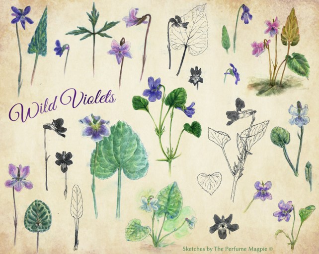 Collection of Violets from Magpie's Sketchbooks | Sketches by The Perfume Magpie